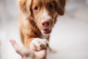 Comment garder un chien en période de crise économique