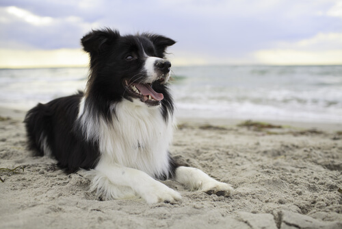 Un collie sur une plage, il semble non-voyant