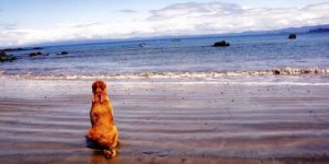 Guacharaca, la petite chienne écrivain