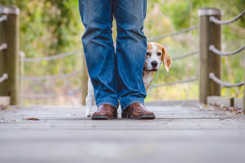 un chien effrayé se caché
