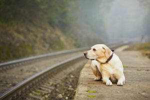 Quelles sont les raisons derrière l'abandon des animaux de compagnie ?