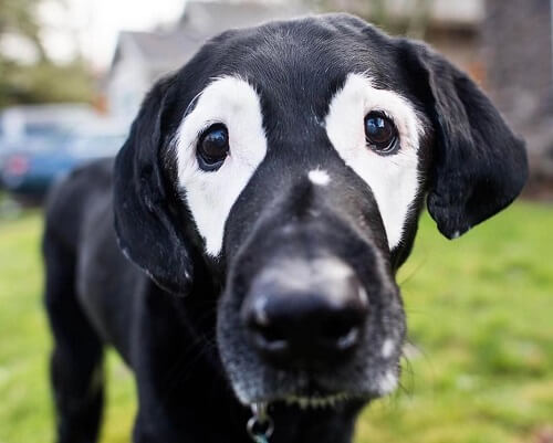 Rowdy un chien atteint de vitiligo