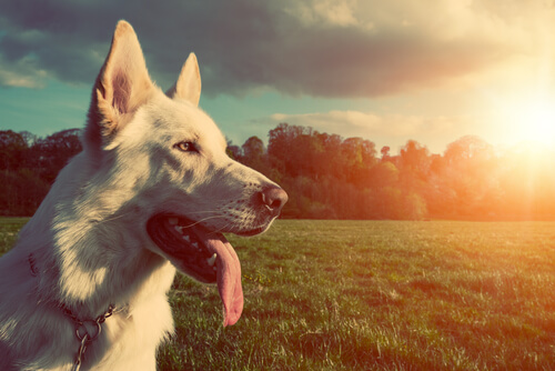 Les choses qui peuvent raccourcir l’espérance de vie de votre chien Les choses qui peuvent raccourcir l’espérance de vie de votre chien