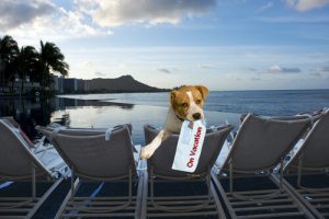 Un hôtel où votre chien aura un lit, des jouets et des bibelots