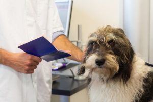 Devrais-je castrer mon chien ?