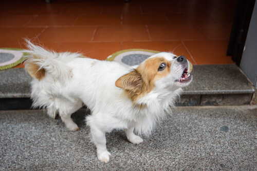 un chihuahua aboie