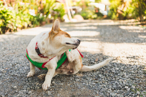 Un Corgi portant un pull se gratte