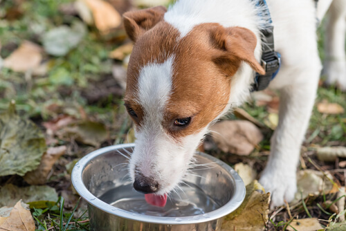 Un chien boit dans une gamelle d'eau