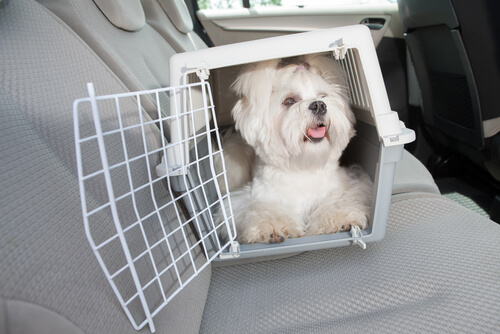 un bichon dans un cage de transport