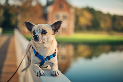 un chien allongé près d'un étang