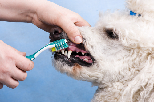 une femme brosse les dents d'un caniche