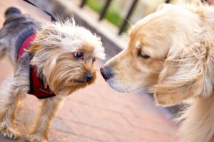 Mon chien est antisocial, que dois-je faire ?