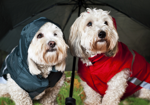deux chiens portent un imperméable et sont sous un parapluie