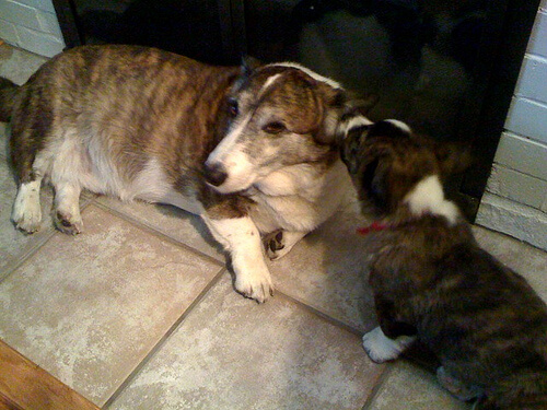 un jeune corgi joue avec l'oreille d'un vieux corgi