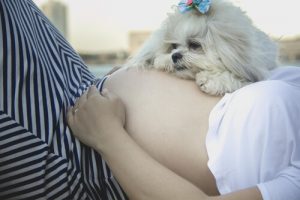 Comment préparez votre chien à l'arrivée d'un bébé