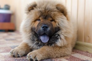 9 races de chiens difficiles à dresser