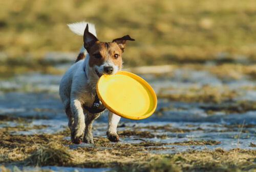 jouer un chien avec un frisbee dans la gueule