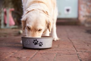 Quels sont les aliments toxiques pour un chien ?