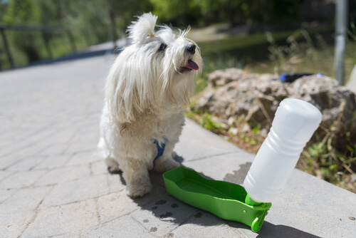 un bichon qui boit dans un abreuvoir fait maison