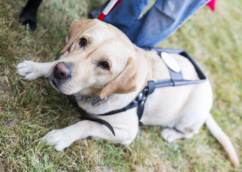 un labrador guide