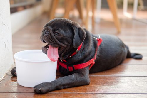 un chien qui halète près d'un bol d'eau