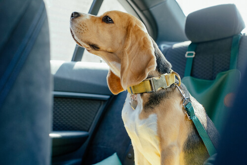 chien attaché en voiture