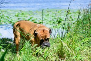 Est-il normal que mon chien mange de l'herbe ?