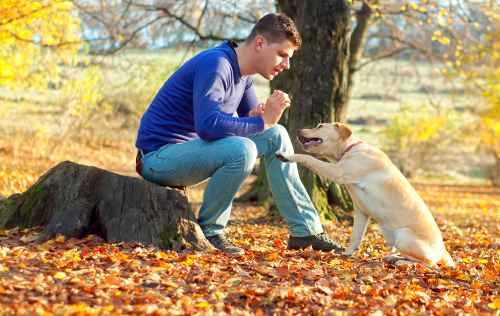 Un chien quémande à manger