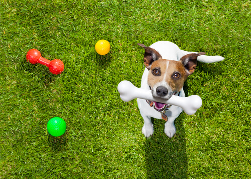 un chien avec un os en plastique