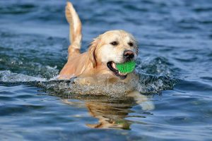Chiens du groupe 8 : classification des chiens selon la FCI