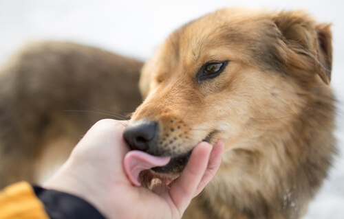 un chien lèche la main de son maître