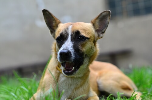un chien allongé dans l'herbe