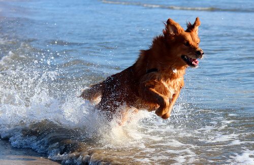 Un chien saute dans la mer