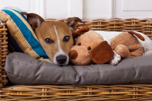 Saviez-vous que nous pouvons aussi transmettre aux animaux des maladies ?