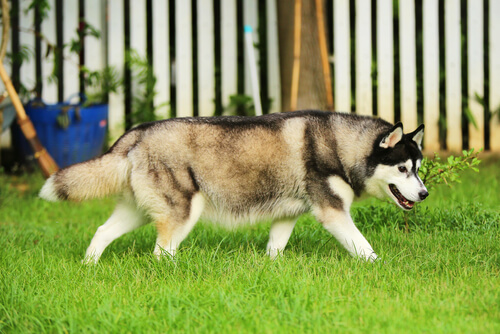 Un husky dans un jardin