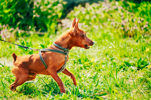 un chien de petite taille tire sur sa laisse