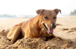 Un chien enterre son frère : des images bouleversantes
