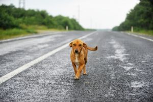 Un pilote uruguayen a volé dans les airs pour sauver la vie d’un chien
