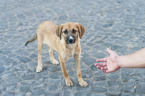 un chien errant dans la rue