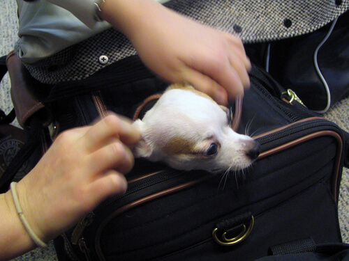 Un chihuahua sort se tête du sac