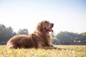 Comment déterminer si votre chien est en bonne santé à partir de ses selles ?