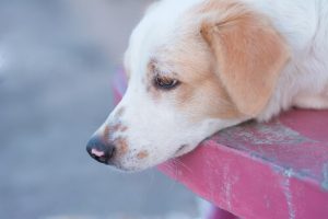 Mon chien a la gale. Que faire ?