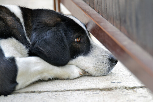 un chien allongé à l'air d'avoir peur