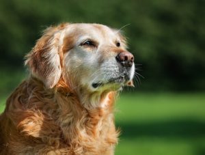 Quelles précautions prendre pour vos animaux âgés