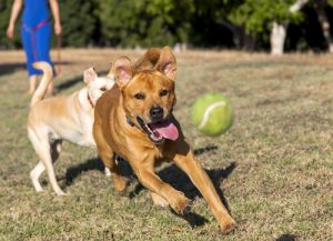 Apprenez à votre chien à vous rendre la balle