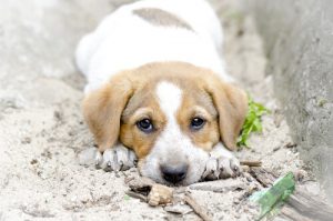 Vous adoptez un chiot ? Les éléments à ne pas négliger