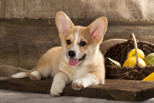 Un jeune Corgi allongé