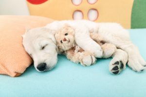 Airbnb pour les chiens : la nouvelle alternative