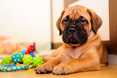 jouer un chiot avec ses jouets