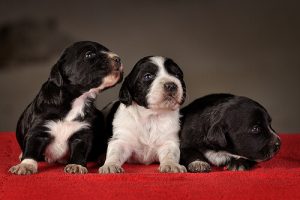 Éducation de base pour un chiot